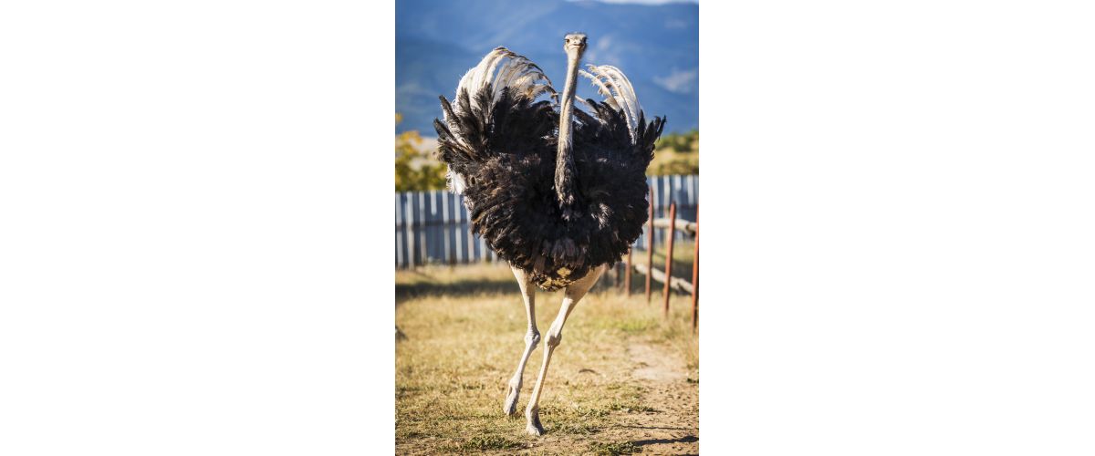 Visit of ostrich farm